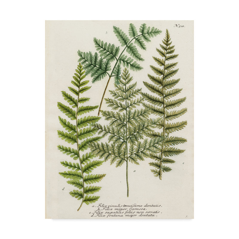 Charlton Home Fern Gathering I Acrylic Painting Print On Wrapped