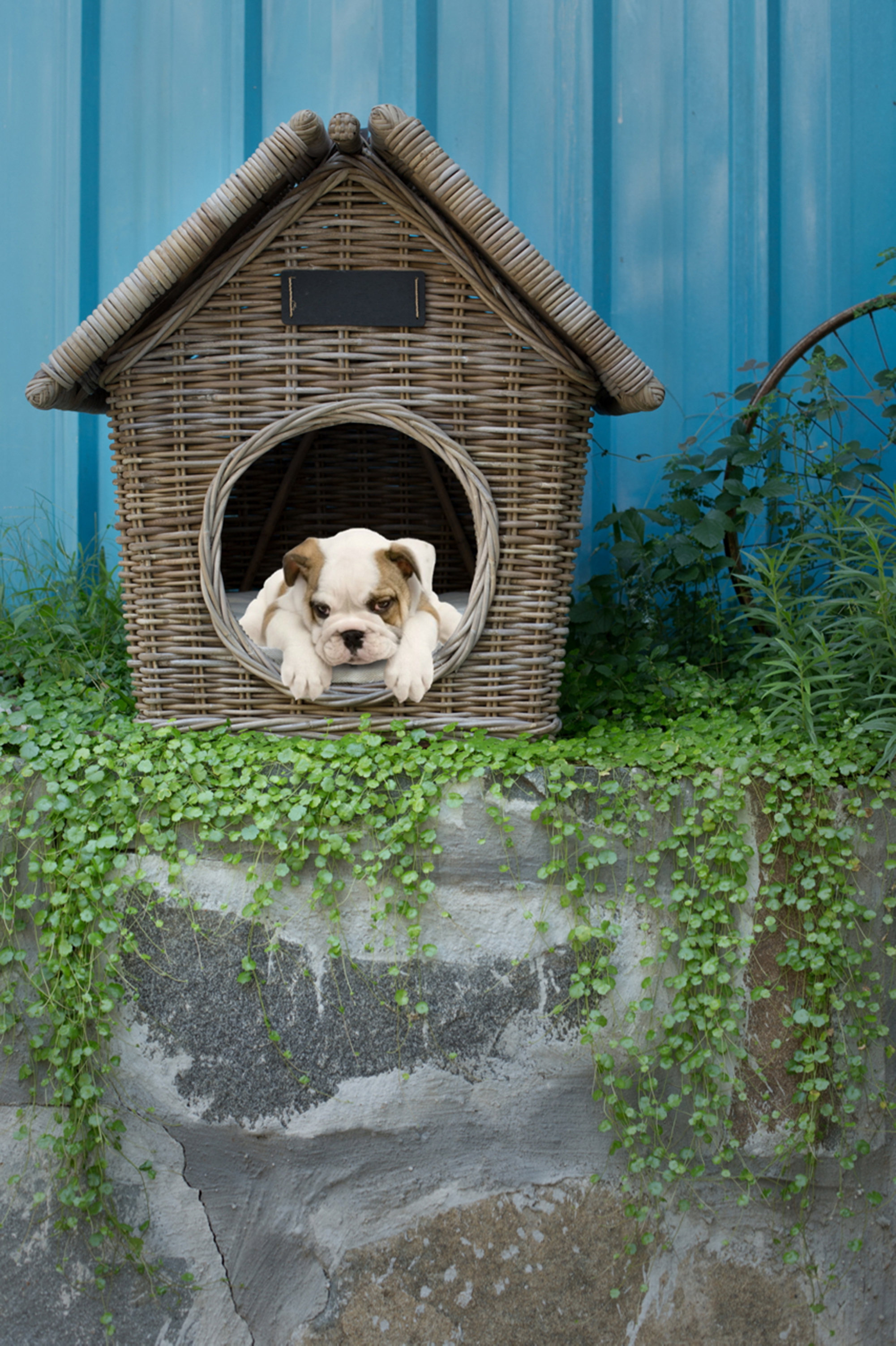 outdoor pet heating pad on Tucker Murphy Pet Owings Snoopy Dog House Wayfair