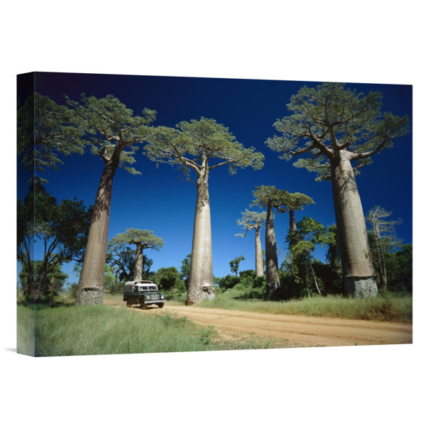 East Urban Home Madagascar Grandidier S Baobab Trees Beside Road Photographic Print On Wrapped Canvas Wayfair