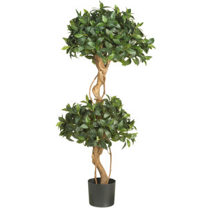 Sweet Bay Double Ball Round Topiary in Pot