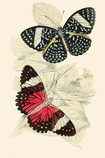 Buyenlarge European Butterflies And Moths Print Wayfair