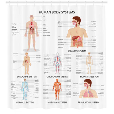 Ambesonne Human Anatomy Complete Chart Of Different Organ Body