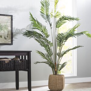 Paradise Palm Tree Floor Plant in Pot