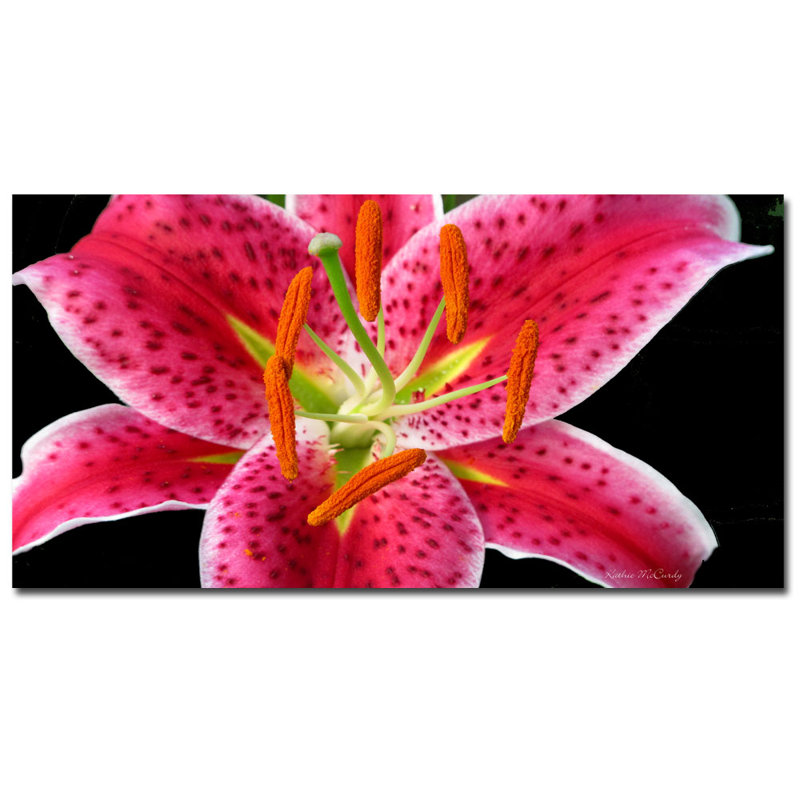 Trademark Art Stargazer Lily By Kathie Mccurdy Framed Photographic Print On Wrapped Canvas Wayfair