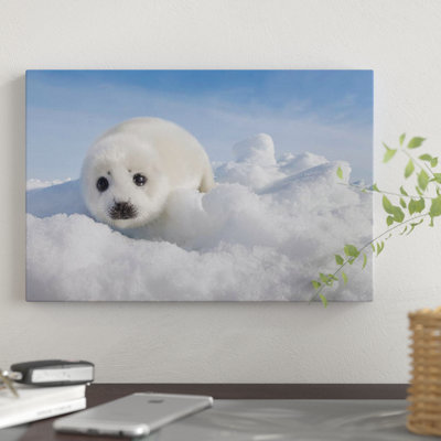 East Urban Home Harp Seal Pup On Ice Magdalen Islands Gulf Of