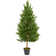 Home Depot Faux Olive Trees