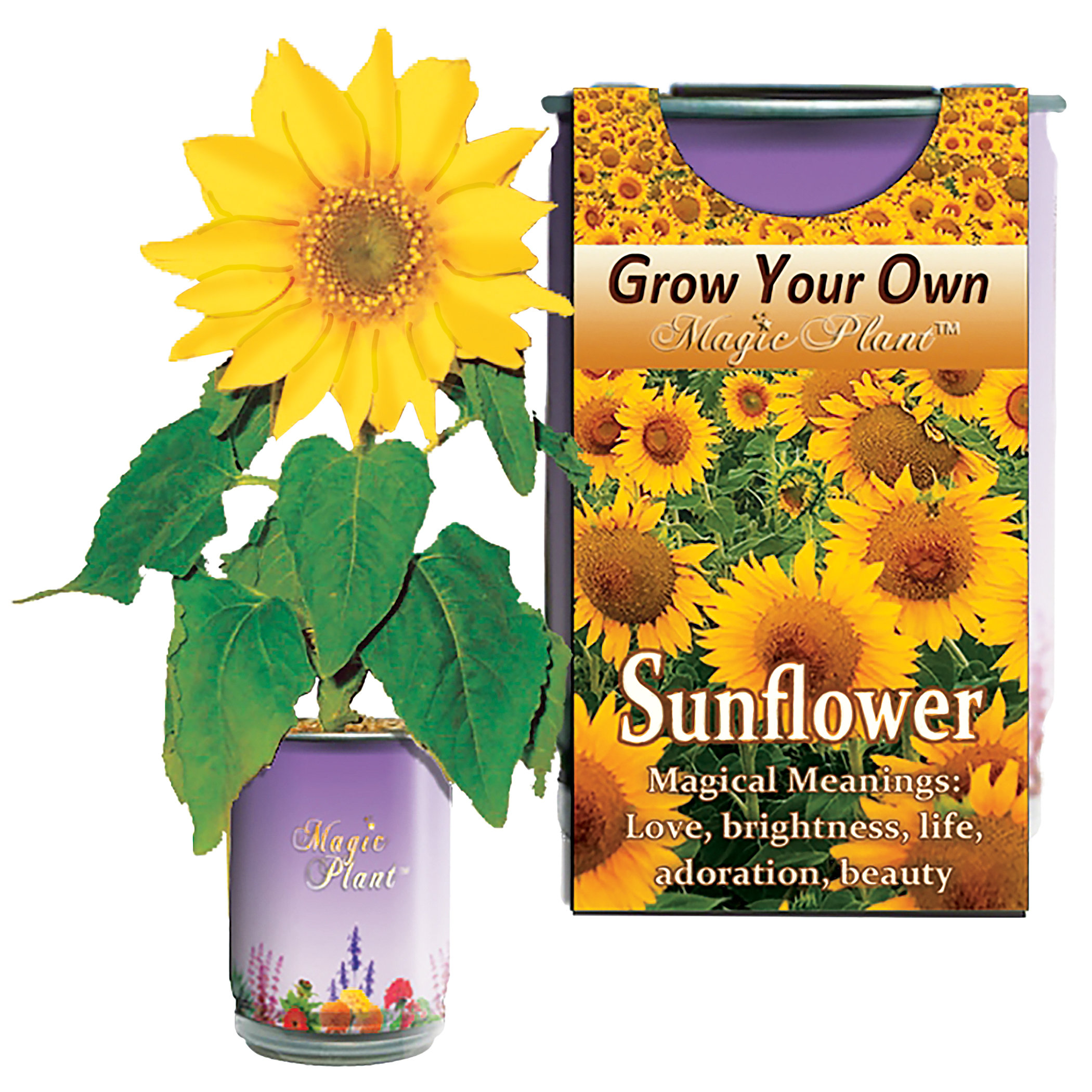 Winston Brands Sunflower Growing Kit Wayfair