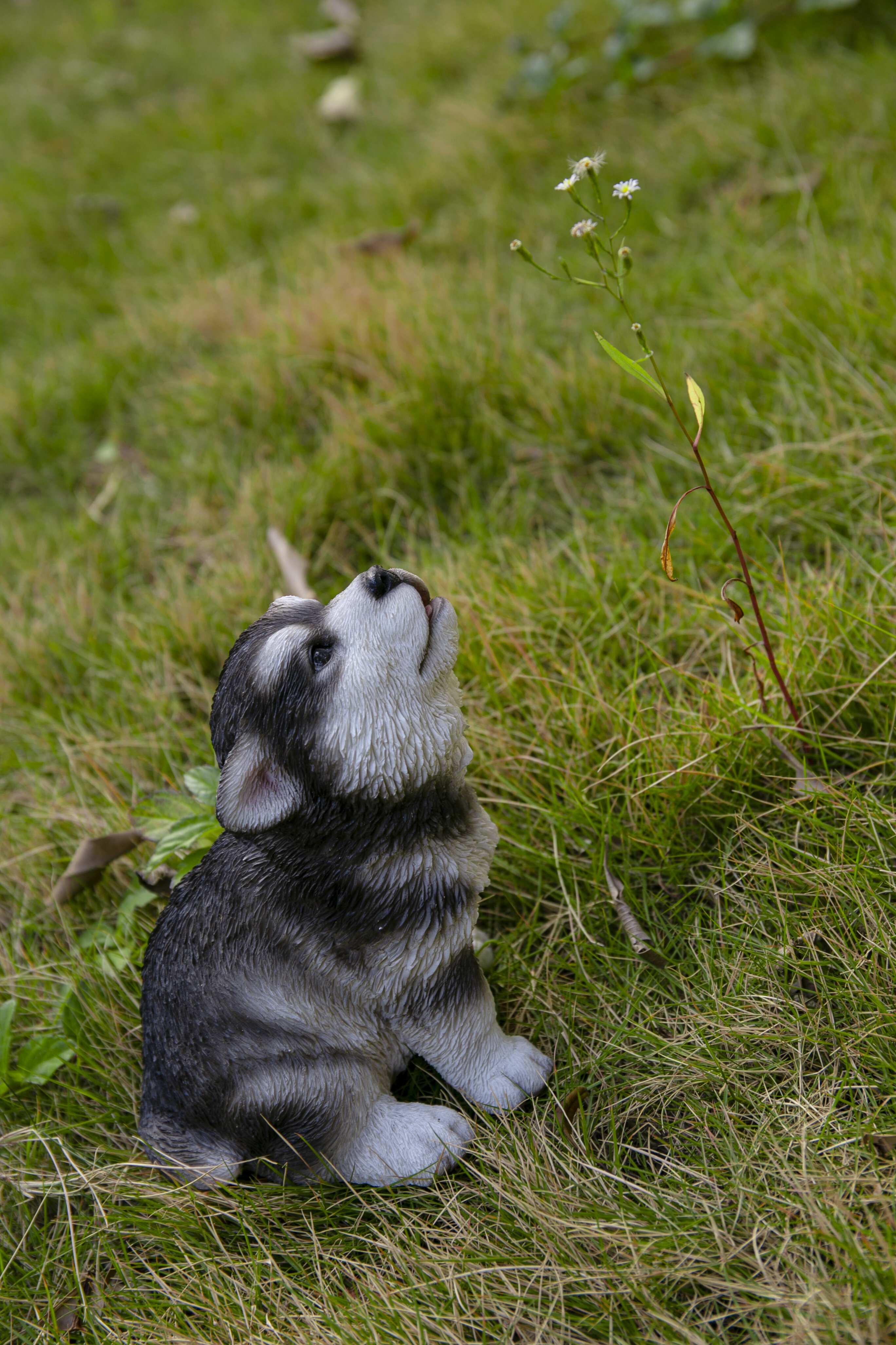 are alaskan malamute puppies lazy