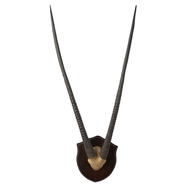 Horn Decor