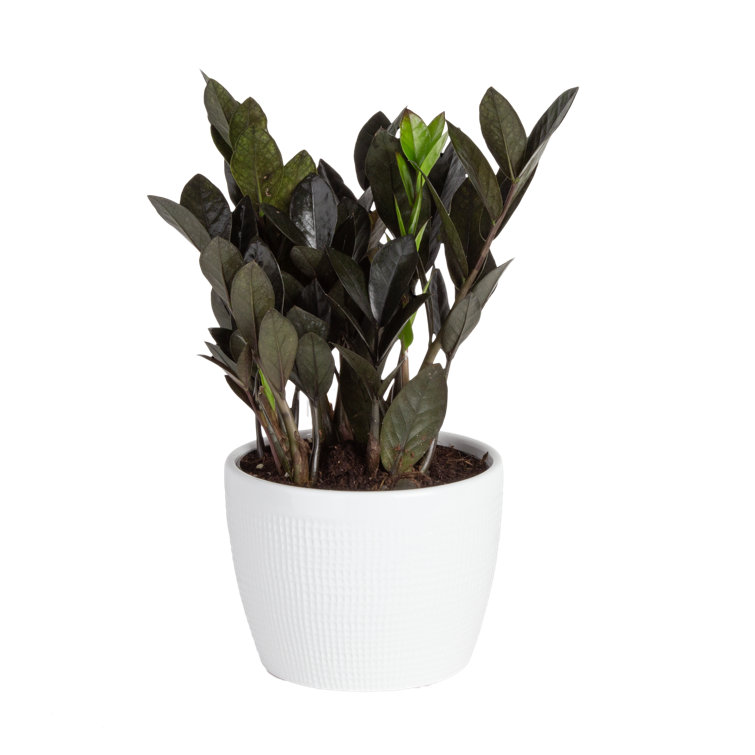 Costa Farms Low Maintenance 12 Zz Plant Desktop Plant In A Ceramic Planter With Air Purifying Qualities Reviews Wayfair Costa Farms Low Maintenance 12 Zz Plant Desktop Plant In A Ceramic Planter With Air Purifying Qualities Reviews Wayfair