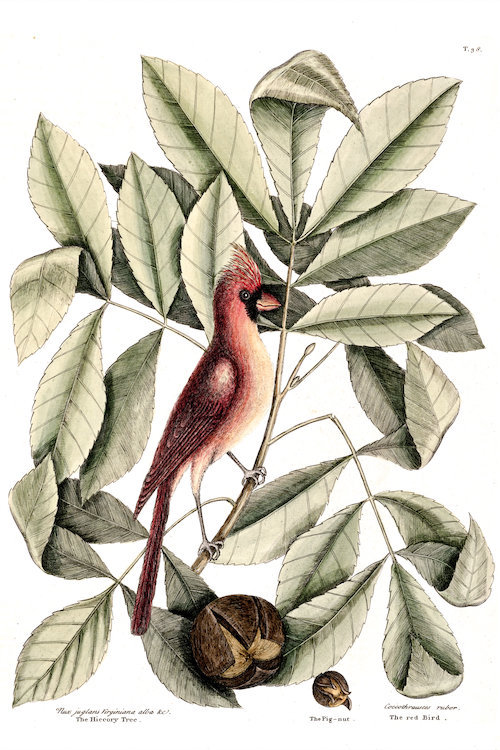 East Urban Home Catesby S Natural History Series Red Bird