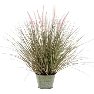 Desktop Pennisetum Grass In Pot By Sol 72 Outdoor