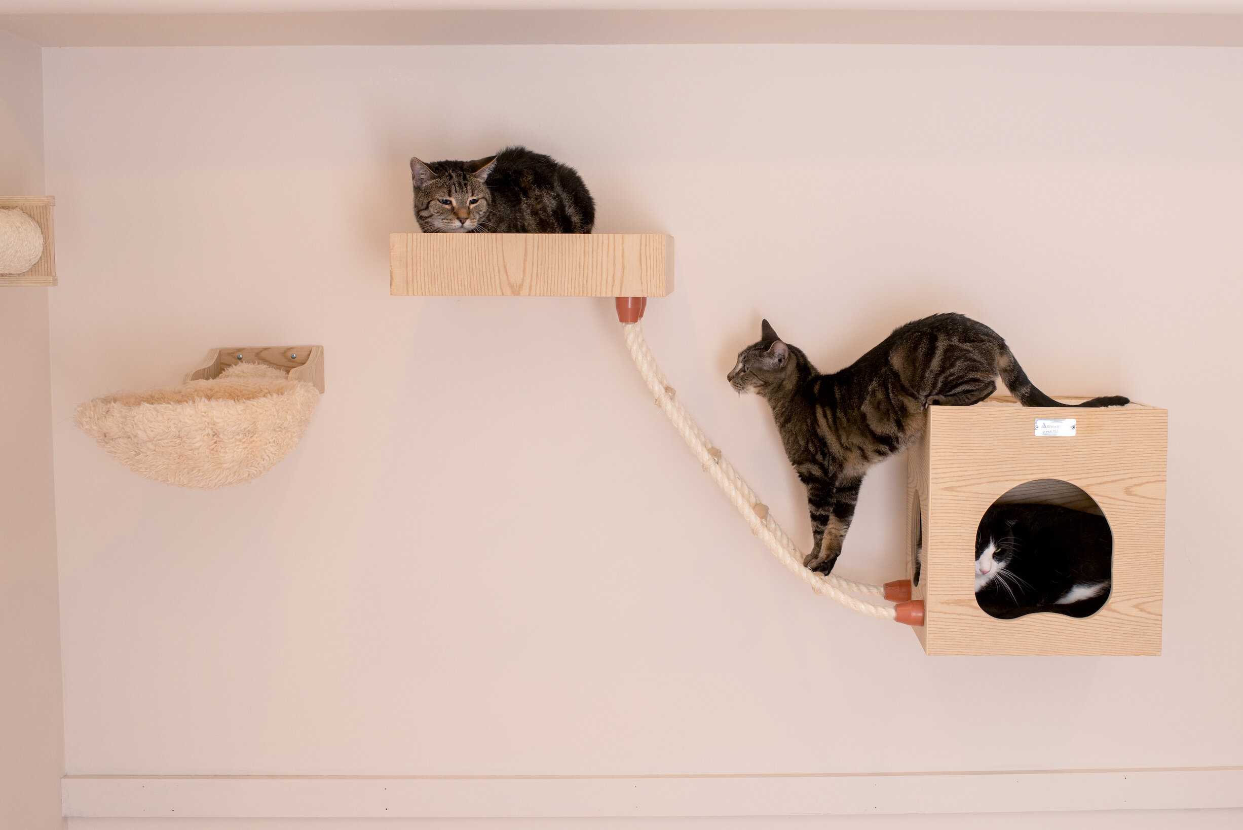 Wall Mounted Cat Trees You Ll Love In 2021 Wayfair Ca