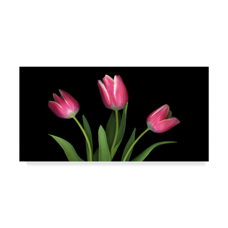 Trademark Art Tulips 4 Graphic Art Print On Wrapped Canvas Wayfair