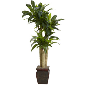 Cornstalk Draceana Tree with Decorative Vase