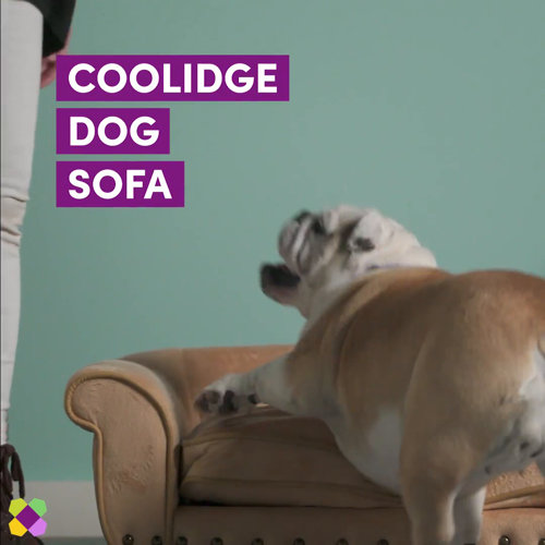 coolidge dog sofa