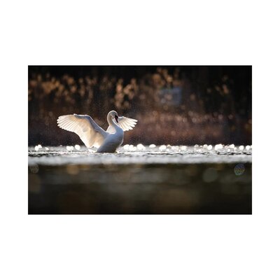 MTU11-Mute Swan East Urban Home Size: 12