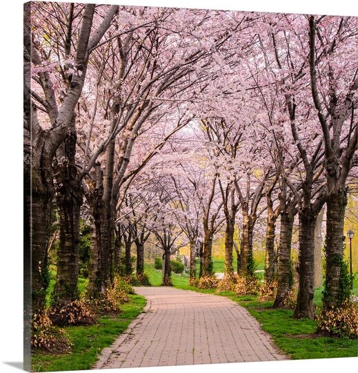 'Cherry Blossom Trail' Chuck Burdick Photographic Print