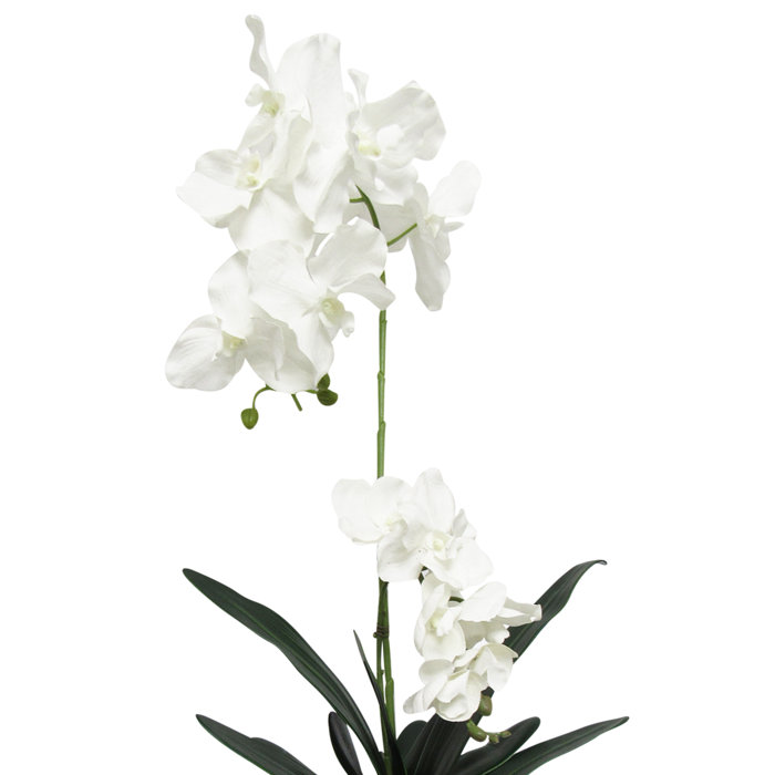 Deluxe Vanda Orchids Floral Arrangement In Pot
