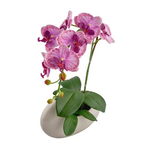 Phalaenopsis Floral Arrangement