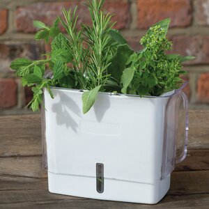 Cole & Mason Fresh Herb Keeper Plastic Pot Planter ...