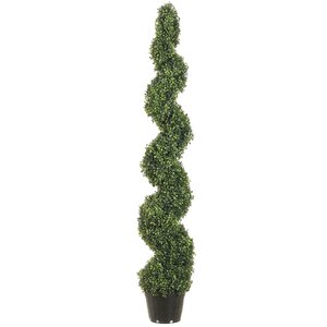 Pond Boxwood Spiral Top Topiary in Pot