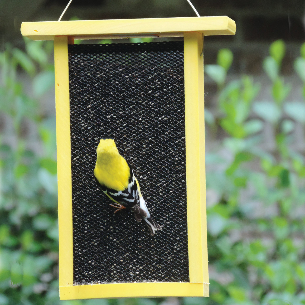 Birds Choice Solutions Recycled Tall Nyjer Thistle Feeder Wayfair Ca