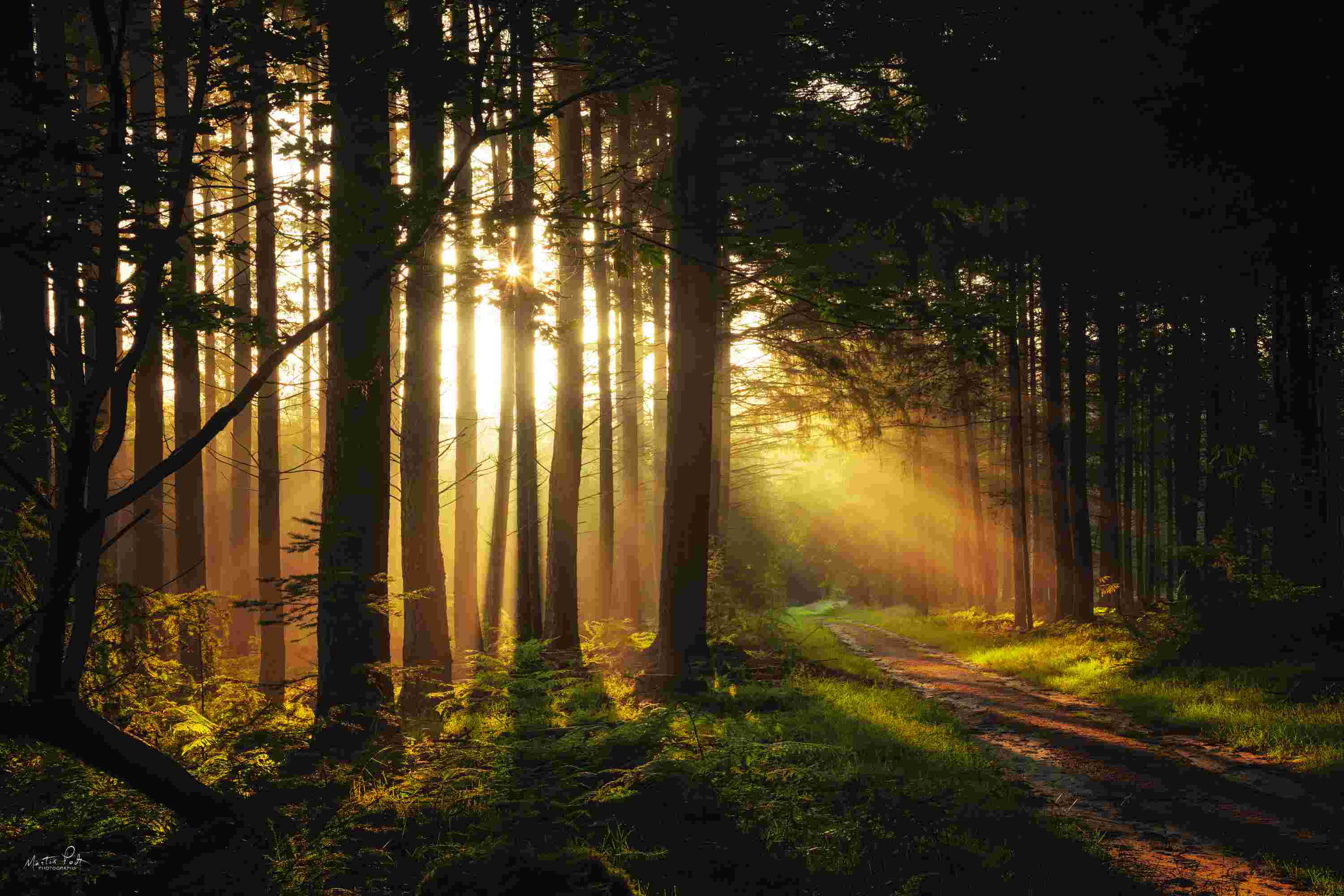 Loon Peak® Light And Pines by Martin Podt - Wrapped Canvas Photograph ...