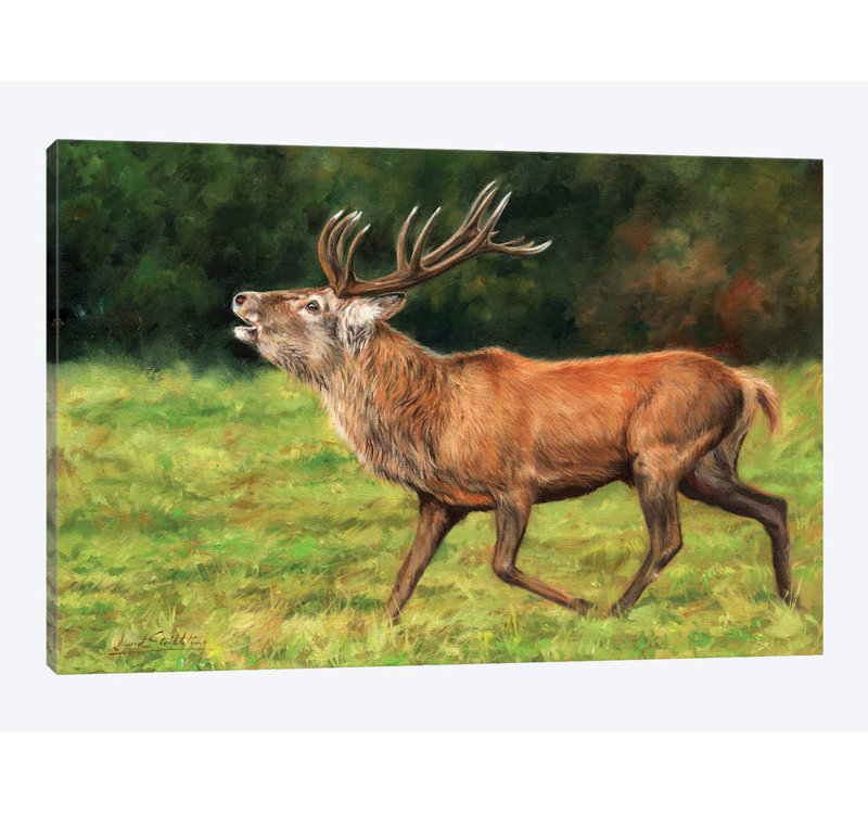 deer and stag