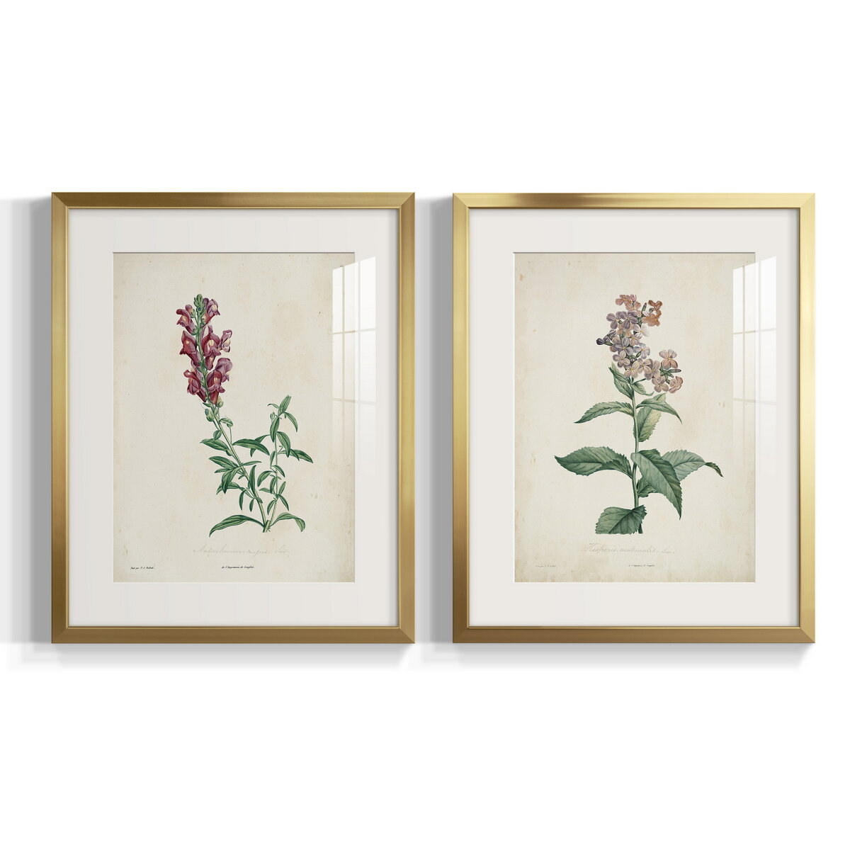 Rosalind Wheeler Traditional Botanical I Traditional Botanical I - 2 ...