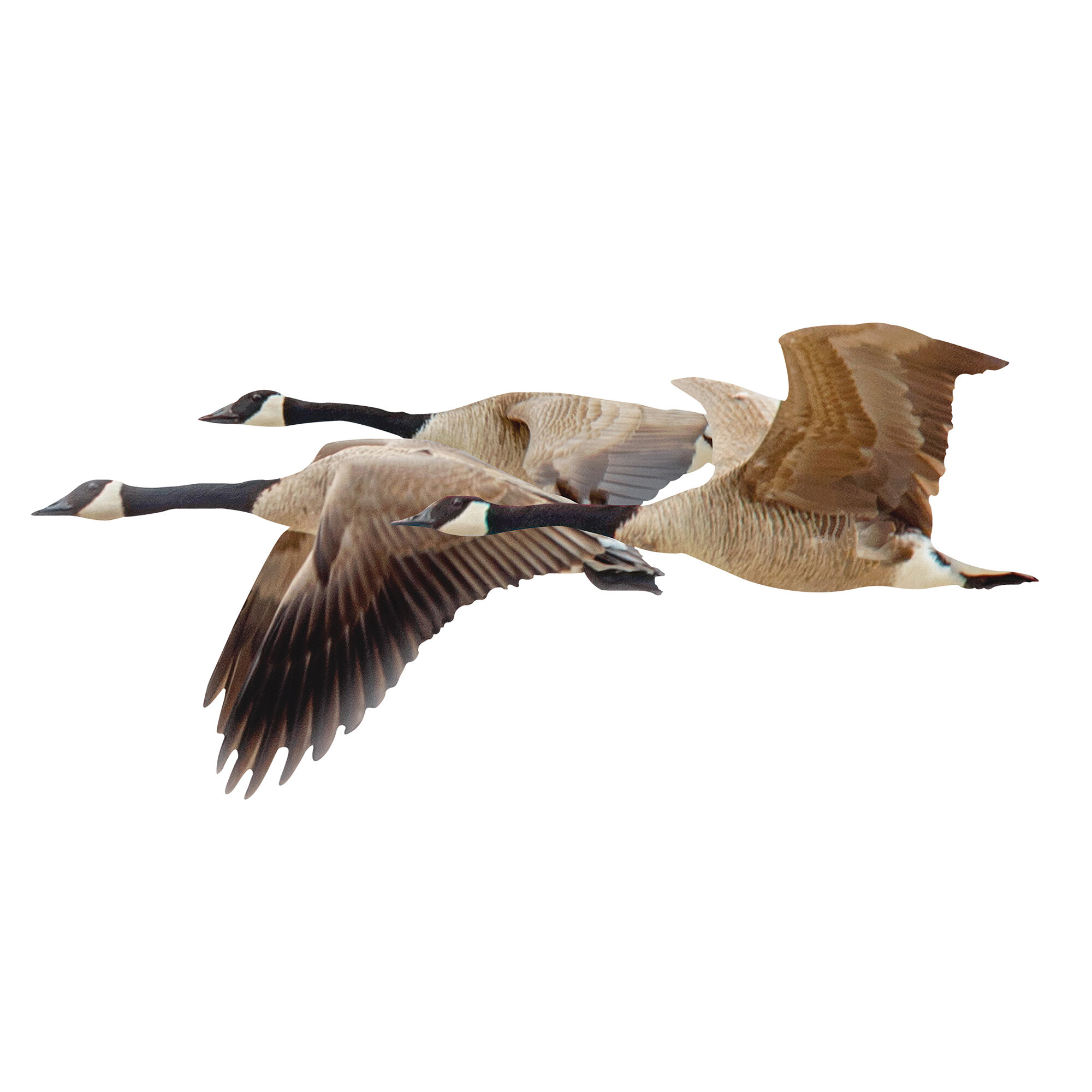 Home Decor Flying Mallard Brass Bookends Canadian Geese Birds