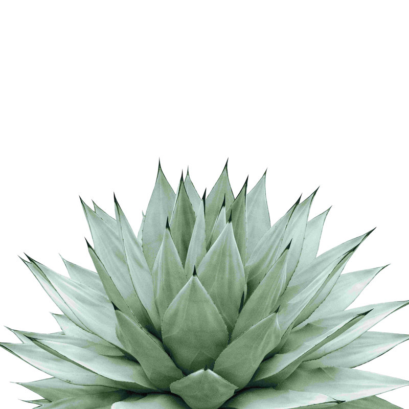 Agave Green Summer Vibes - Wrapped Canvas Graphic Art