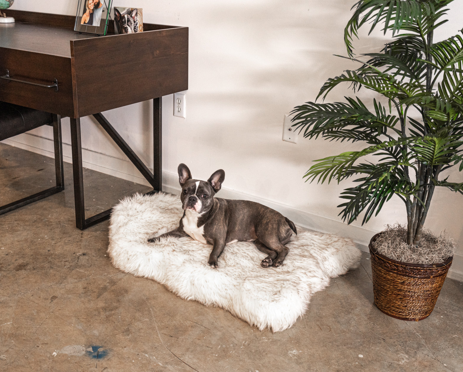 puprug orthopedic dog bed