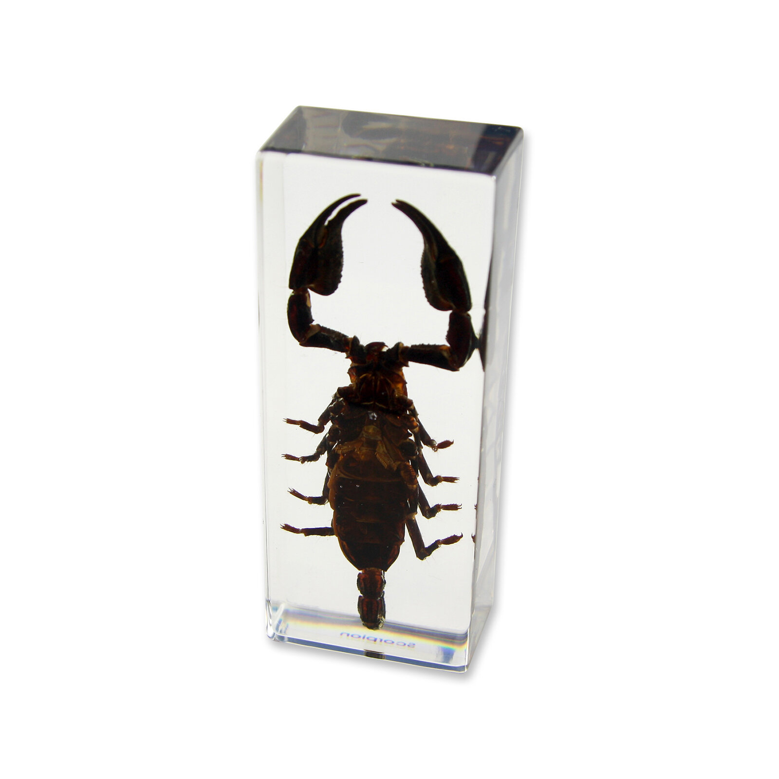 Rosalind Wheeler Ramage Scorpion Paperweight | Wayfair