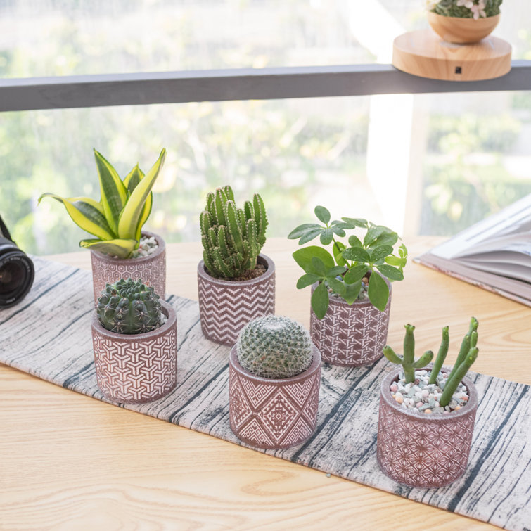 Dakota Fields Succulent Planter Pots Round Small Cement Plant Pots With Drainage Hole And Tray Plants For Cactus Planter Flower Mini Cute Planters For Home Decor Set 6 Pcs Brown Wash