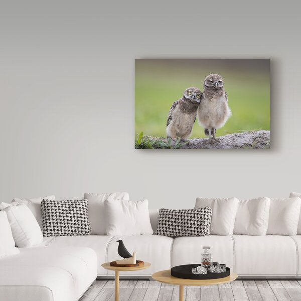 Trademark Art Greg Barsh Friends Owls by Greg Barsh - Photograph on ...