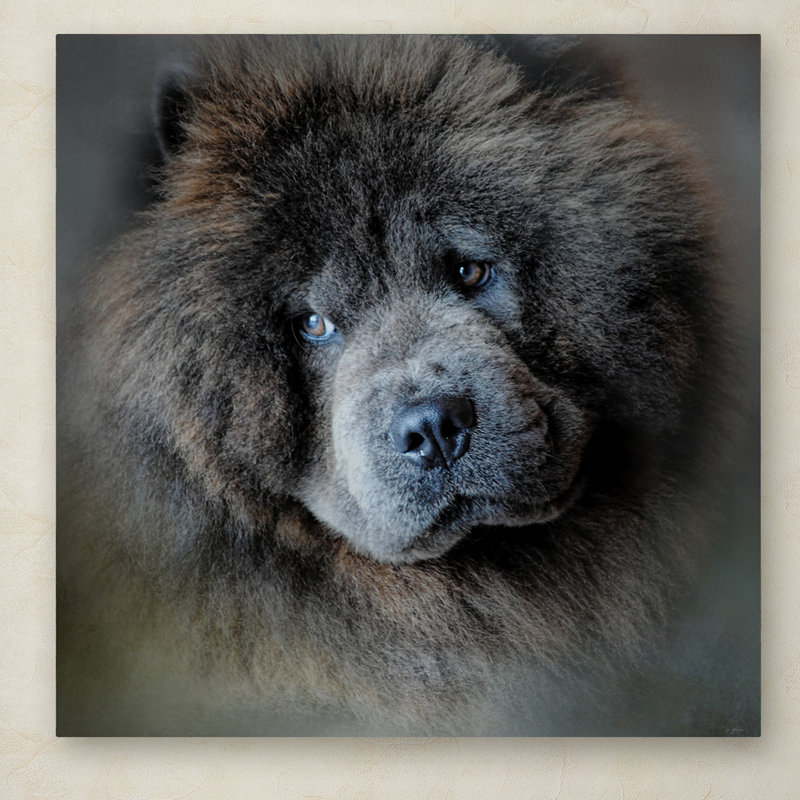 CHOW CHOW fine art dog print /'Black Chow Chows/'