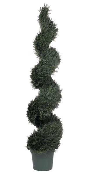 Darby Home Co Uv Pond Floor Cypress Topiary In Pot Wayfair
