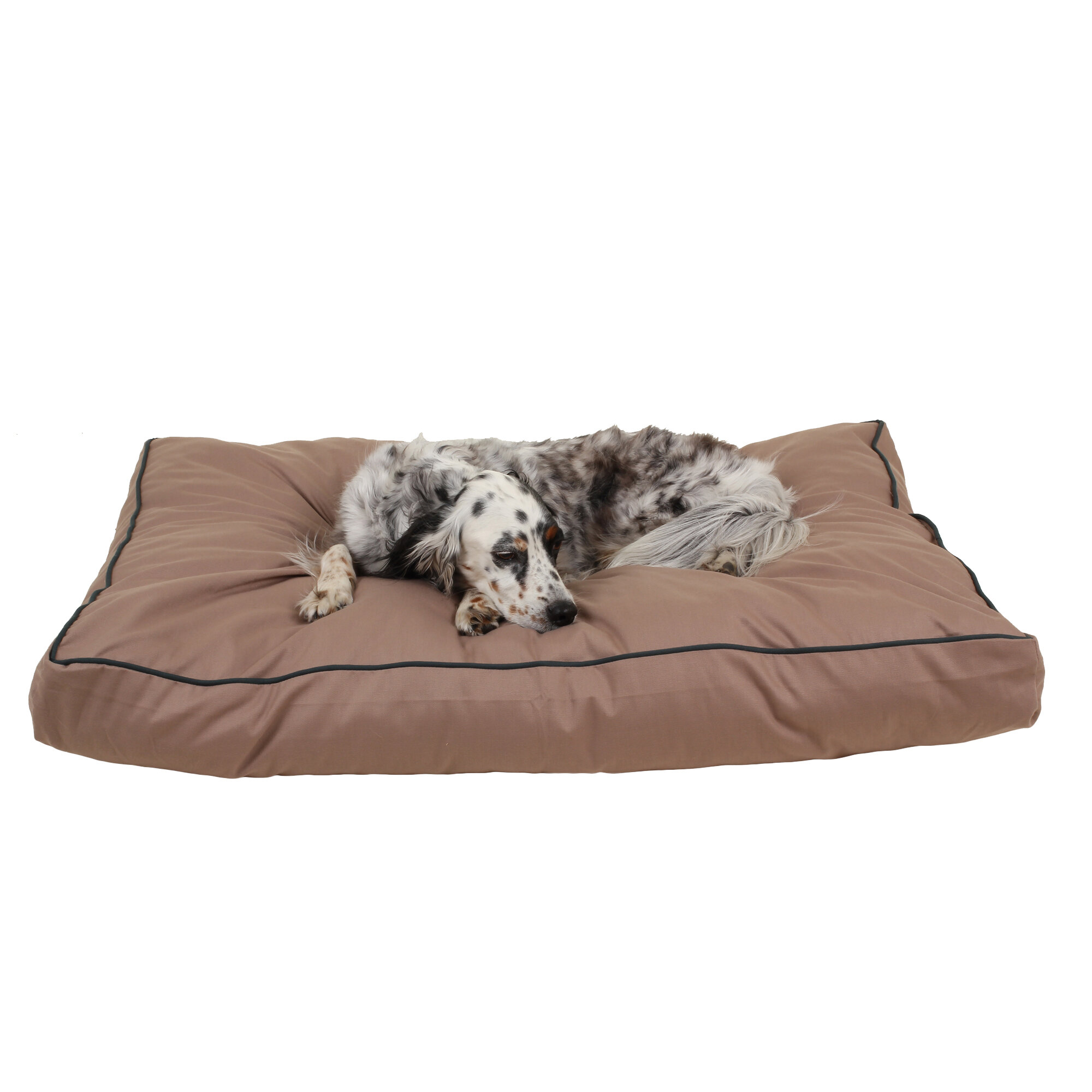 wayfair large dog beds