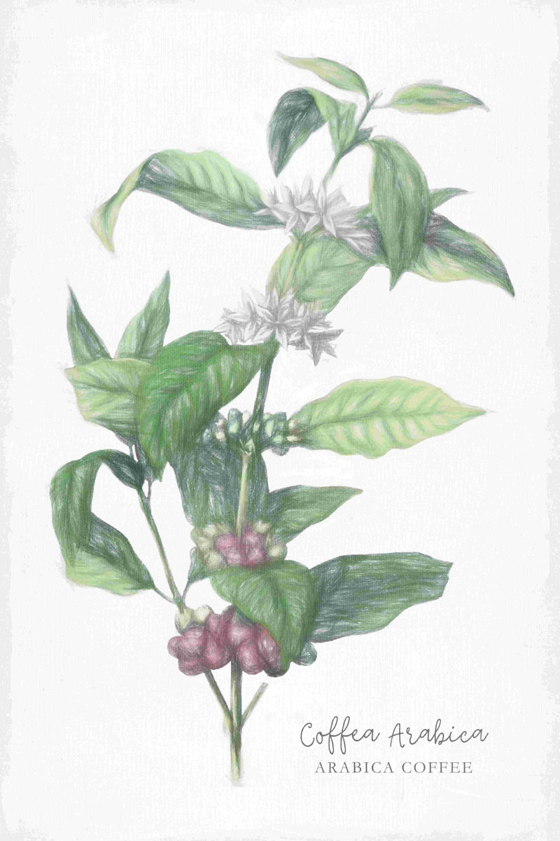 Coffee Botanical Size: 30" H x 20" W