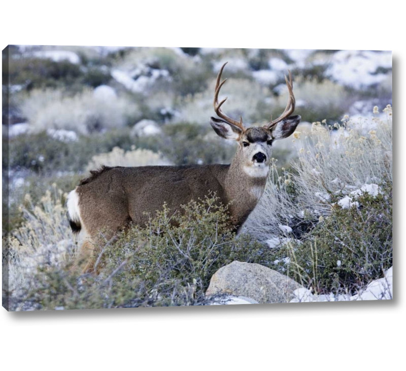 Ebern Designs Ca Sierra Mountains Mule Deer Buck With Antlers