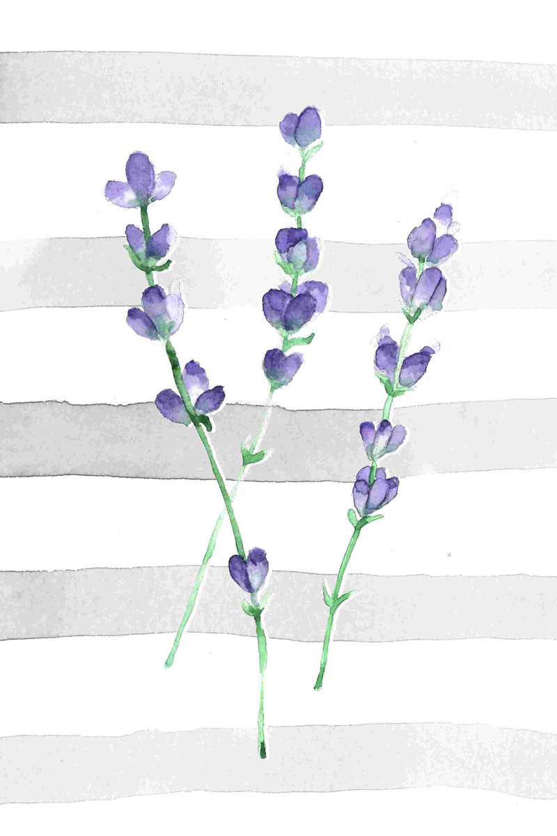 Lavendar Watercolor Wrapped Canvas Painting Size: 30" H x 20" W