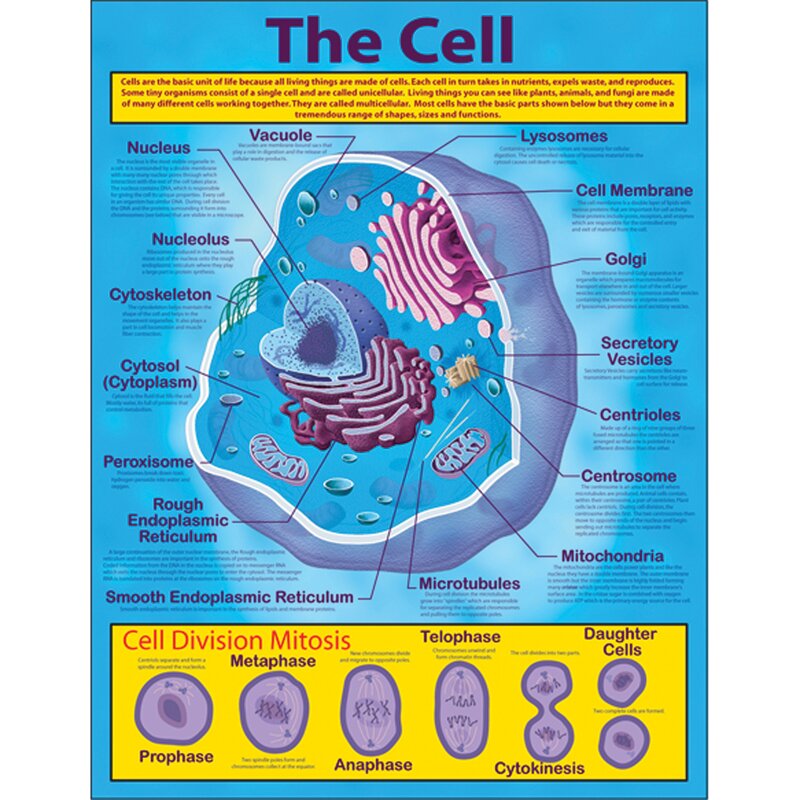 Carson Dellosa Publications The Cell Chart | Wayfair.ca