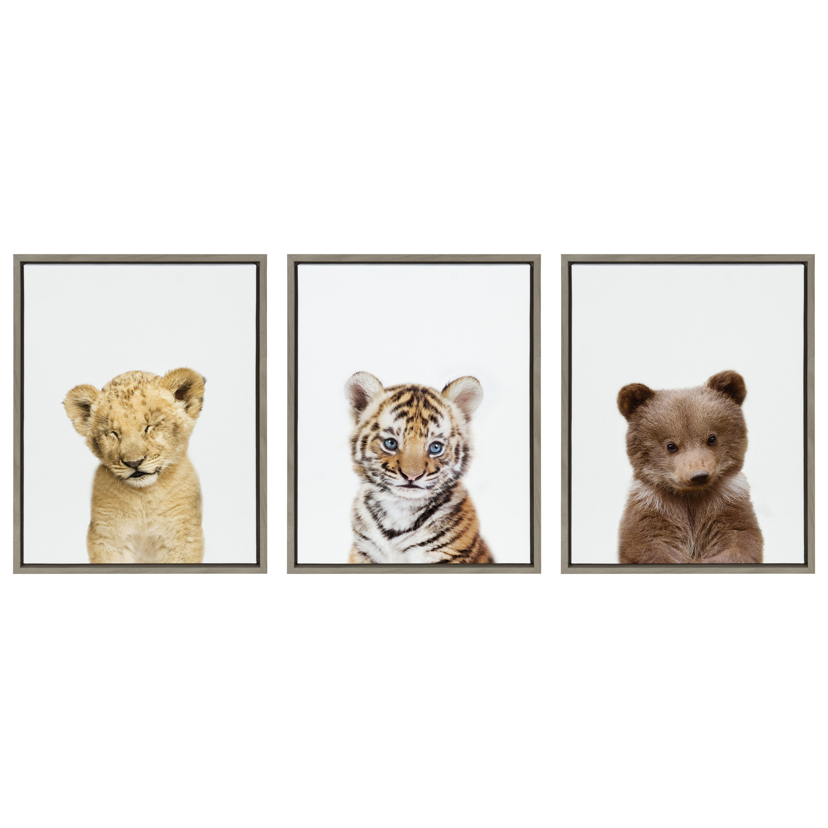 Isabelle Max Animal Studio Sleepy Lion Baby Tiger Portrait Animal Studio Bear By Amy Peterson Floater Frame Graphic Art Print On Canvas Wayfair