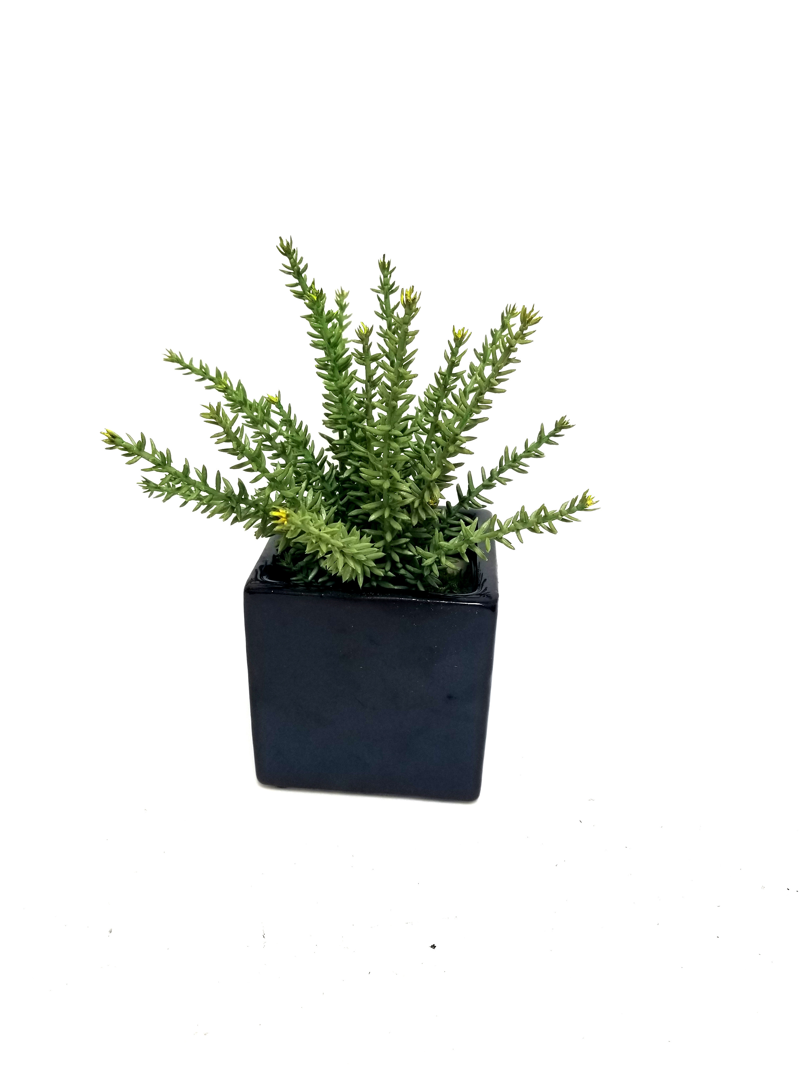 wayfair standing planter on Gracie Oaks Crassula Plant In Planter Wayfair