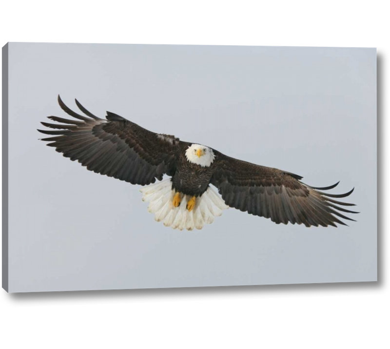Millwood Pines Alaska Homer Bald Eagle Flying By Arthur Morris Giclee Art Print On Wrapped Canvas Wayfair