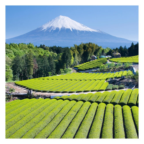 Tea Fields in Front of Mount Fuji 2.4m x 2.4m Textured Matte Peel & Stick Wall Mural East Urban Home