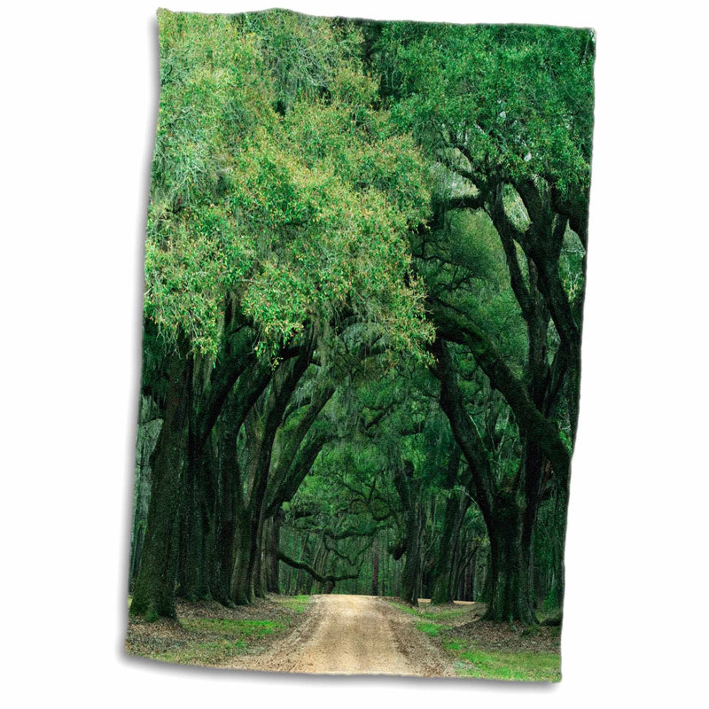 East Urban Home Cross Usa South Carolina Spanish Moss Covered Trees Line A Road Hand Towel Wayfair