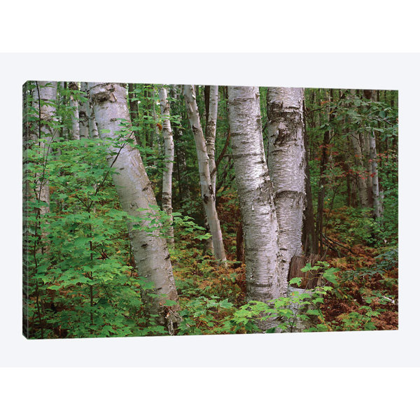 East Urban Home 'Birch Forest, Pictured Rocks National ...