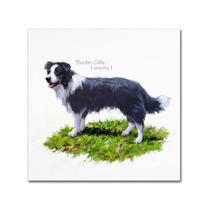 'Border Collie' Print on Canvas